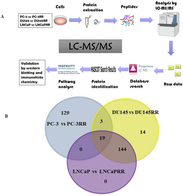 A flow chart of LC-MS MS analysis and identified potential proteins from CaP and CaP-RR cells