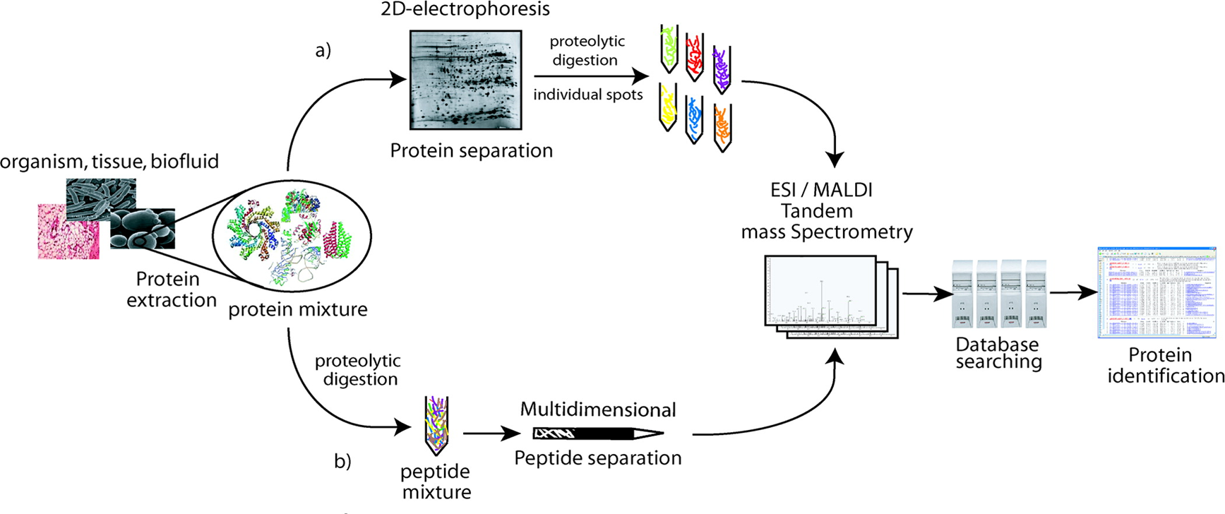 Multidimensional LC Separations in Shotgun Proteomics