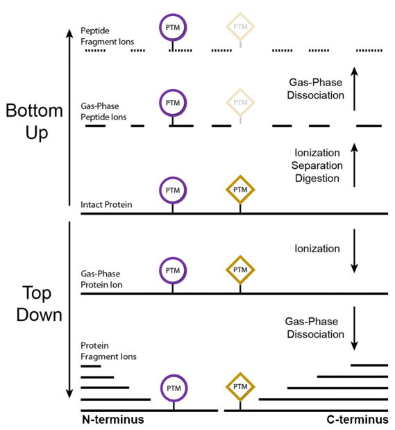 Multidimensional LC Separations in Shotgun Proteomics