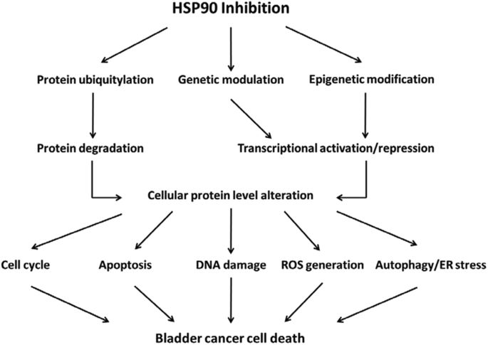 The proposed potential mechanisms of heat shock protein 90 (HSP90) inhibition lethality in bladder carcinoma cells.