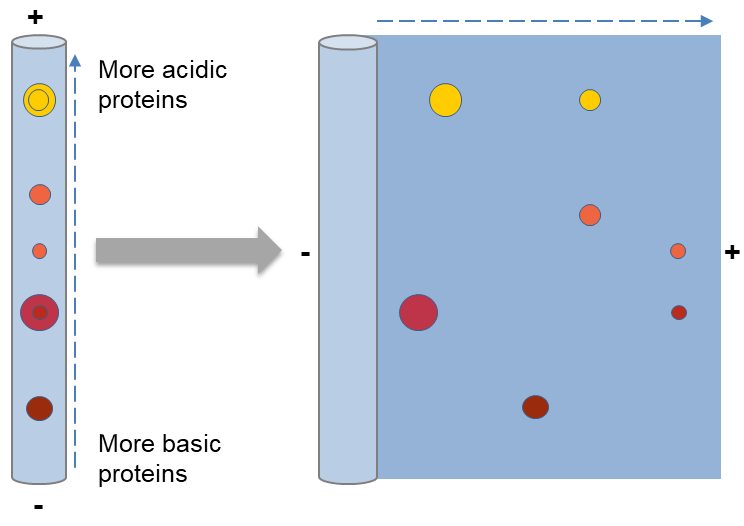 Sds Page Gel Electrophoresis Ppt