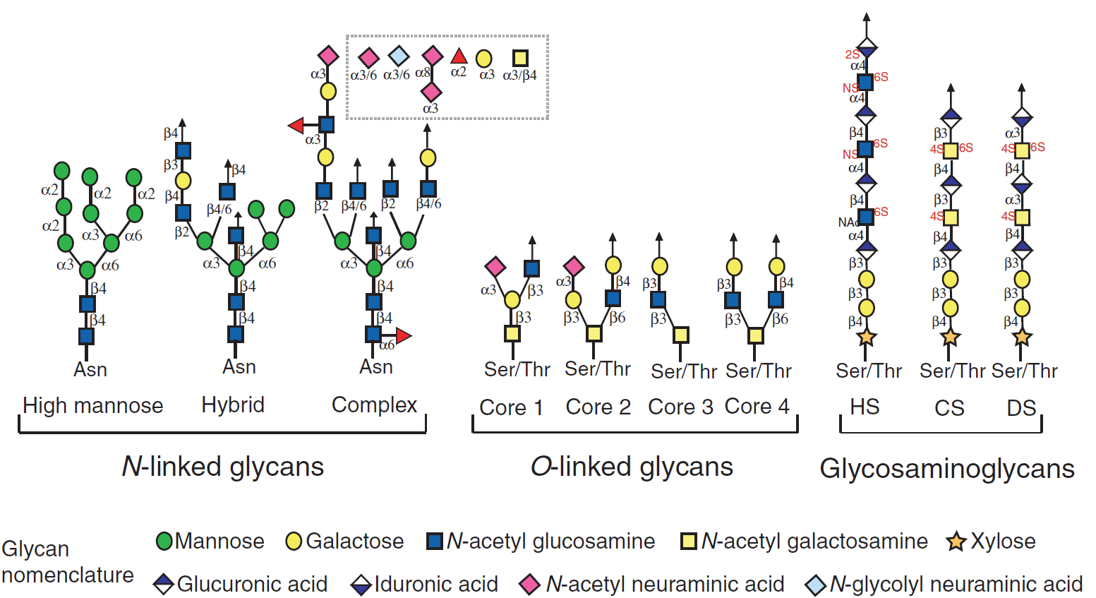 Mass Spectrometric and Glycan Microarray–Based Characterization of
