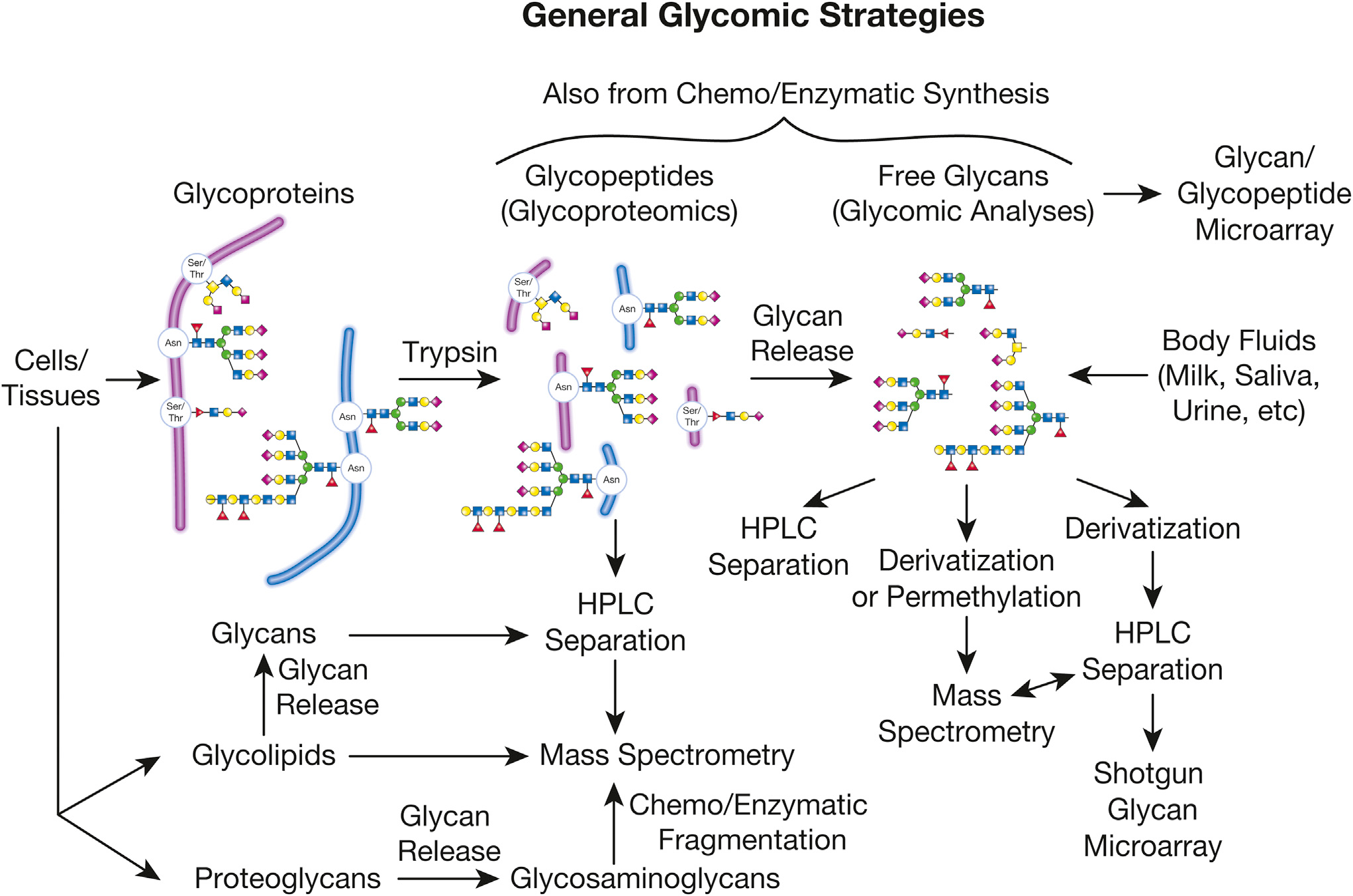Mass Spectrometric and Glycan Microarray–Based Characterization of