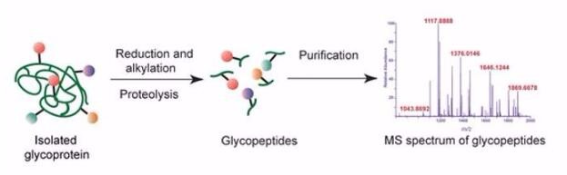 Glycopeptide analysis