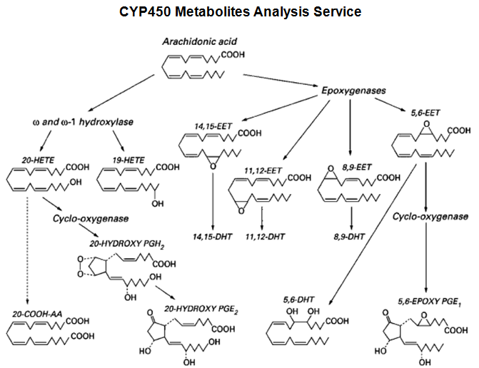 CYP450 Metabolites Analysis Service