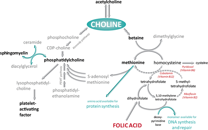 choline and its metabolites analysis