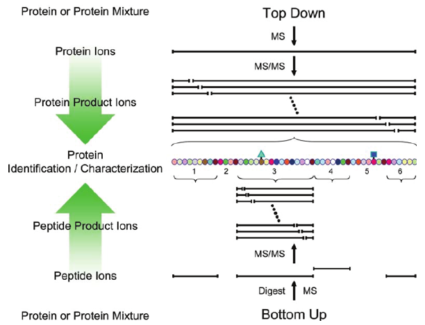 Schematic overview of bottom-up and top-down approaches employed for tandem MS-based protein identification and characterization