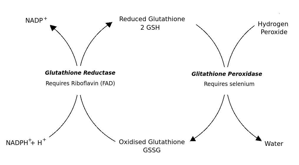 GSH and GSSG
