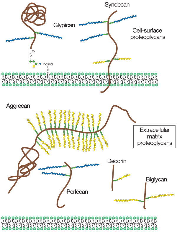Proteoglycans  consist of a protein core (brown)  and one or more covalently attached glycosaminoglycan chains ([blue] HS; [yellow] CS/DS)