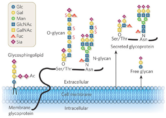 Glycosphingolipid Glycans Analysis