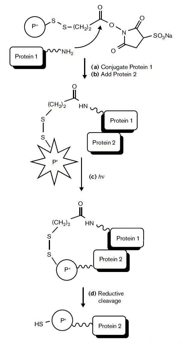 Label Transfer Protein Interaction Analysis