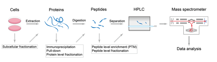 通过质谱法进行肽和蛋白质从头测序
