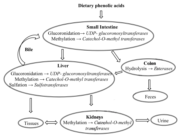 Distribution for phenolic acids in living organisms