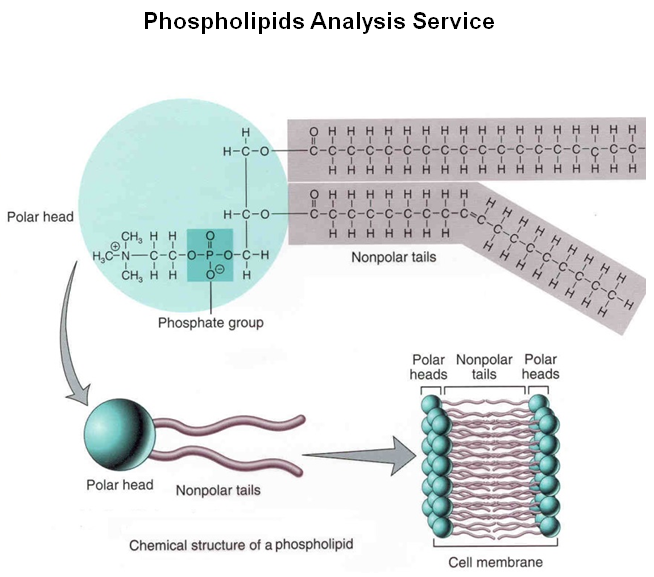 Phospholipids Analysis Service