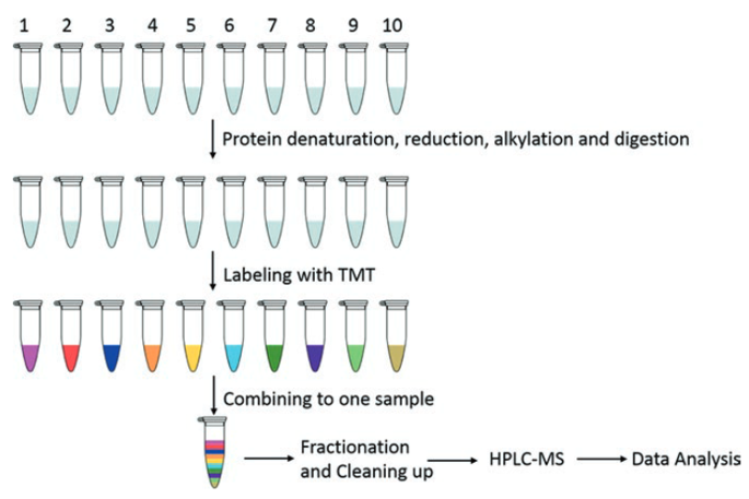 Label-based Protein Quantification Technology—iTRAQ, TMT, SILAC