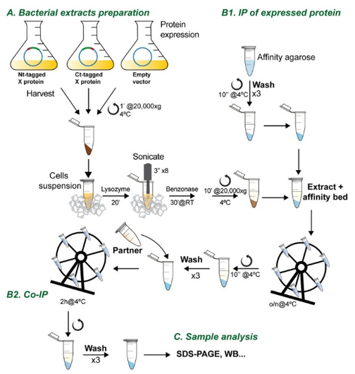 Protein-Protein Interaction Identification Method—Co-immunoprecipitation (Co-IP) and Pull-Down
