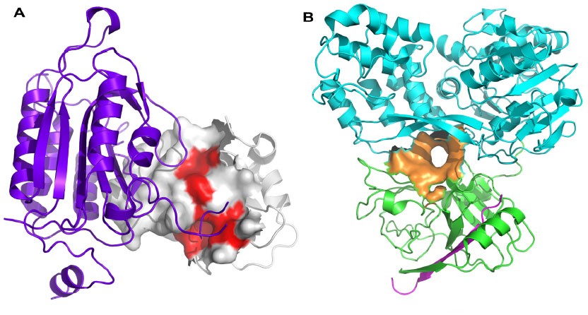 Protein-protein interaction hot spots and allosteric sites.