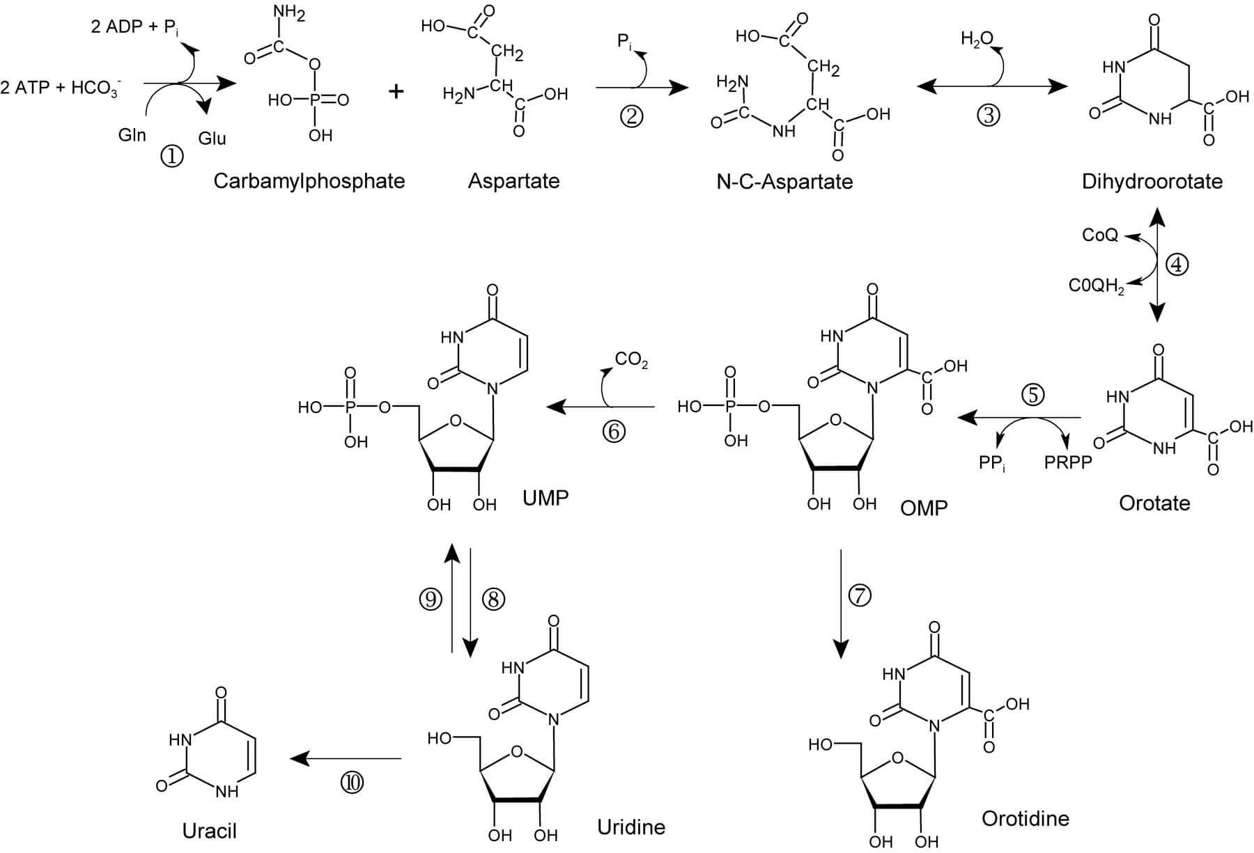 Pyrimidine Biosynthesis Analysis Service