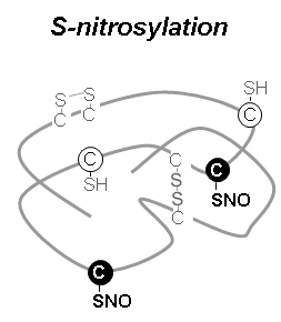 S-Nitrosylation