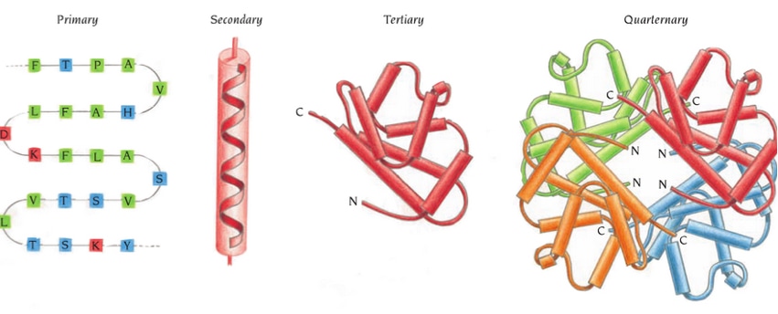 Structural Features Analysis of Proteins Service