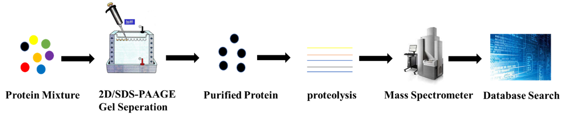 The Principle, Characteristics and Application of Peptide Mass Fingerprinting