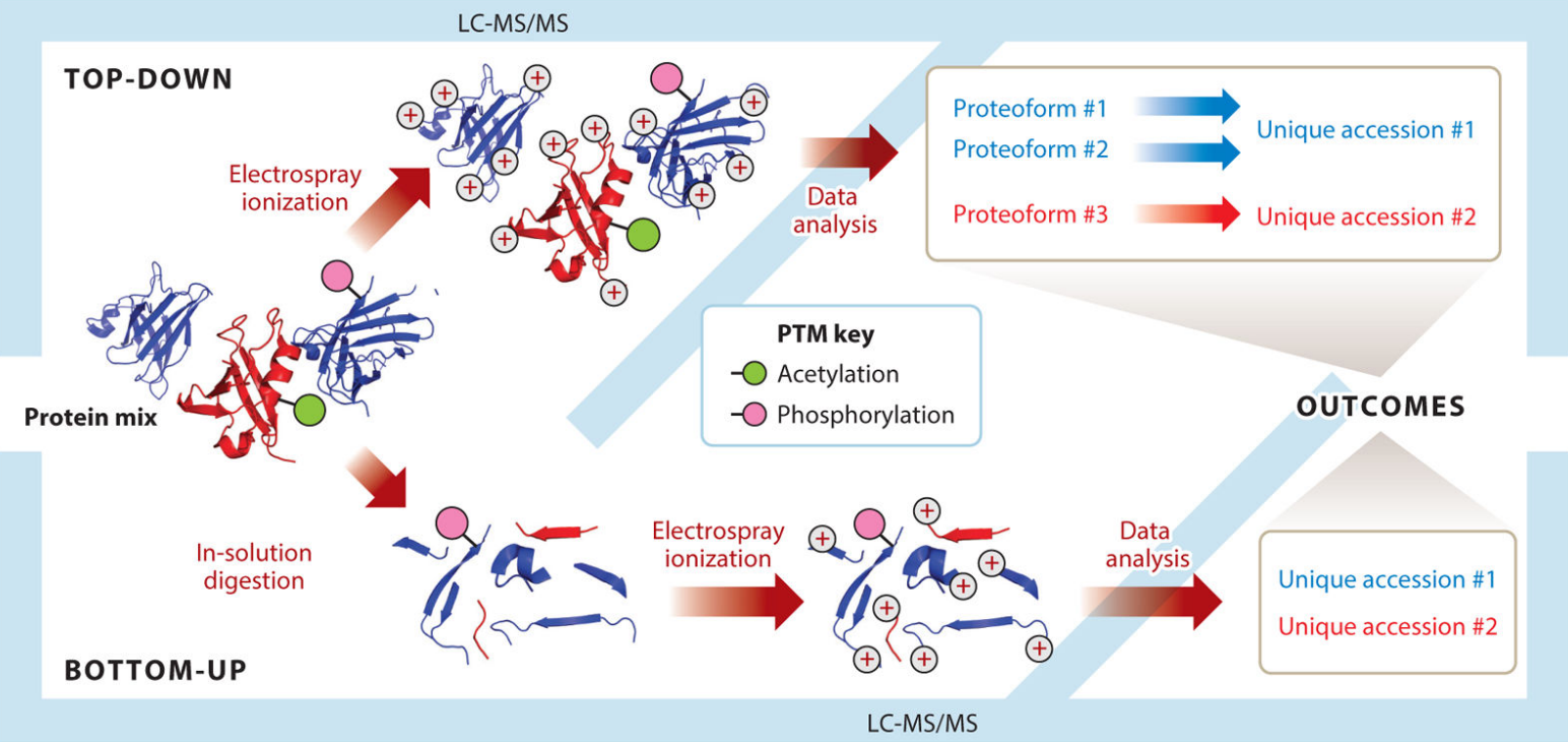 Figure 1. Divergent workflows in top-down and bottom-up proteomics.