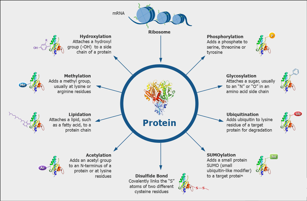 Protein Modifications Analysis