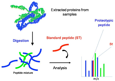 circular dichroism and secondary structure of proteins essay The secondary structure is formed by hydrogen bonds joining the chains in certain essay sample on the structure and functions of proteins specifically for you and haemoglobin circular dichroism and secondary structure of proteins. circular dichroism and secondary structure of proteins essay The secondary structure is formed by hydrogen bonds joining the chains in certain essay sample on the structure and functions of proteins specifically for you and haemoglobin circular dichroism and secondary structure of proteins.