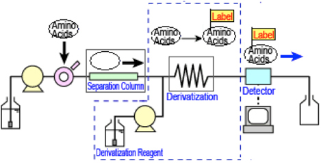 Amino Acid Analysis Service