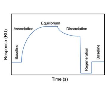 Figure 2. Typical SPR sensorgram showing the steps of an analytical cycle