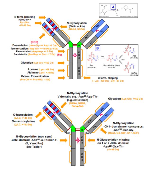Figure 1. Common modifications and molecular weight changes of antibodies