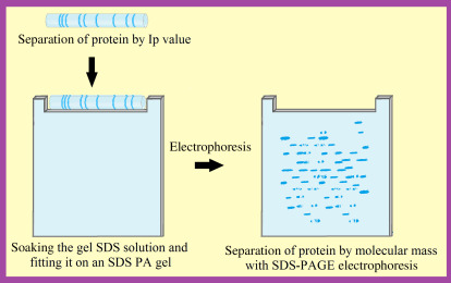 Steps of two-dimensional gel electrophoresis (2DGel).
