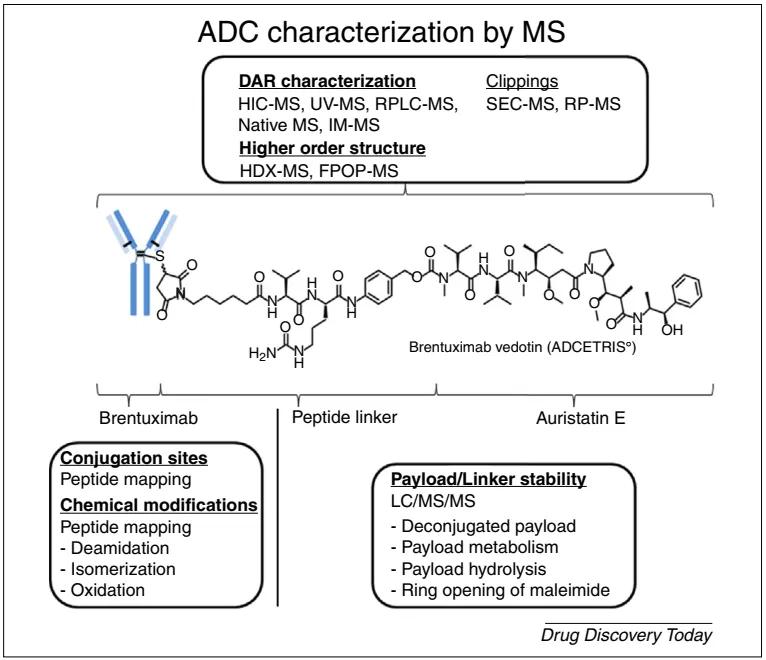Figure 10. Strategies for ADC Structural Characterization Based on Mass Spectrometry Techniques: In-depth characterization of complete ADCs, monoclonal antibodies, cytotoxic payloads, or linker structures 