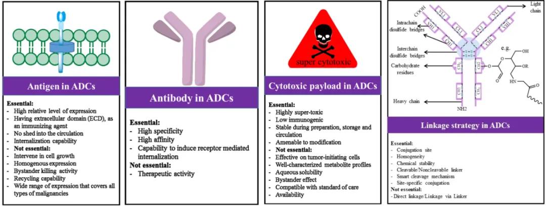 Figure 6. Considerations in the Design of ADC Drugs 