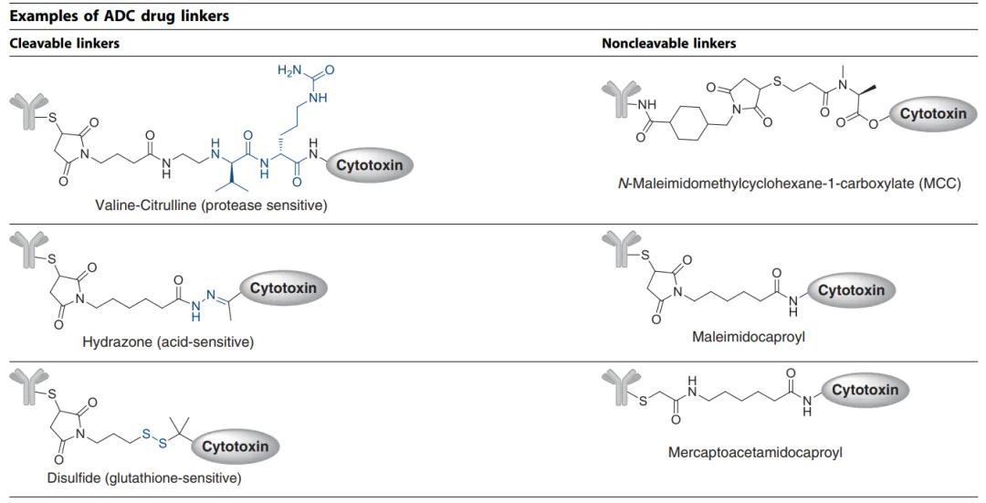 Figure 8. Two Primary Types of ADC Therapies Linkers Currently: Cleavable and Non-Cleavable