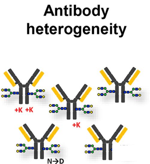Charge variants of monoclonal antibodies