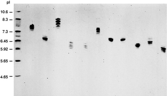 Isoelectric focusing in polyacrylamide gel of different purified IgG mouse monoclonal antibodies.