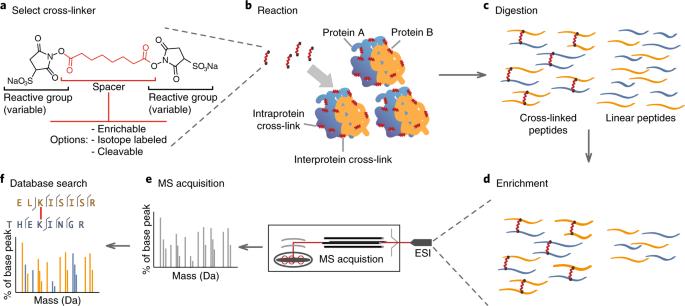Intracellular Protein Crosslinking Detection Methods