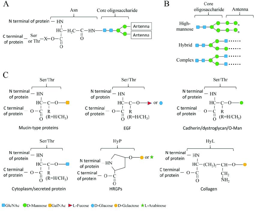 N-linked Glycosylation vs. O-linked Glycosylation