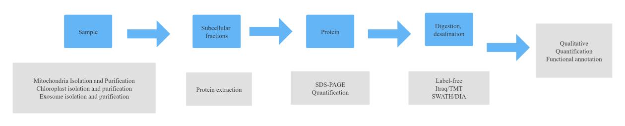 Subcellular Proteomics Service Workflow