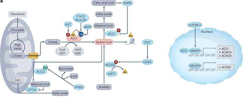 Acetyl Coenzyme A Metabolism: Role and Mechanism in Tumor Metastasis