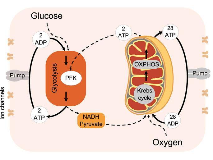 Adenosine Triphosphate (ATP): The Key to Cellular Energy Metabolism