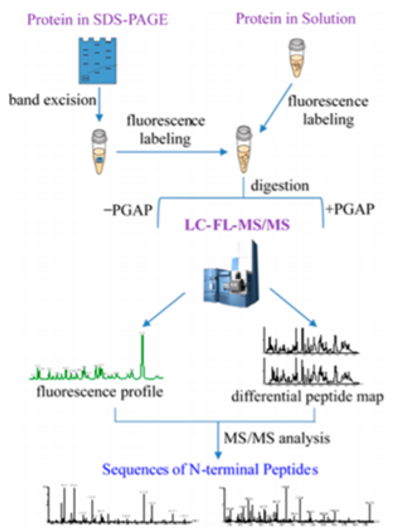 Workflow for identification and sequencing of N-terminus by mass spectrometry