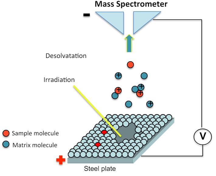 Biological Mass Spectrometry in Lipidomics