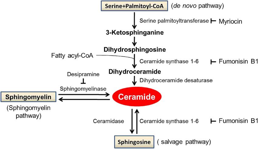 Ceramide Metabolism: Structure, Functions, and Analysis