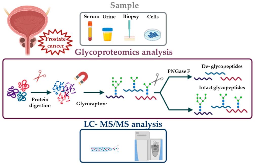 Glycoproteomics in Cancer Research