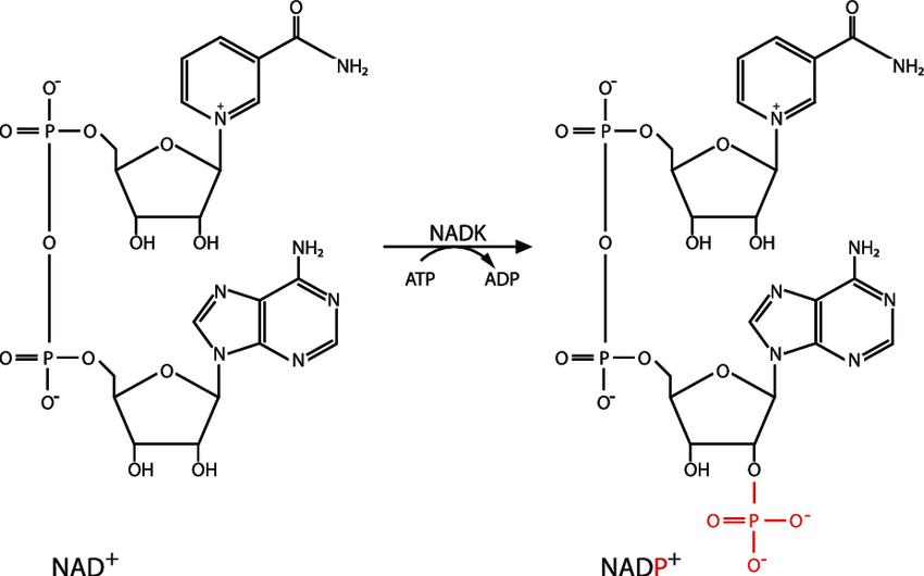 Nicotinamide Adenine Dinucleotide (NAD+): Functions, Food Sources, and Metabolite Analysis