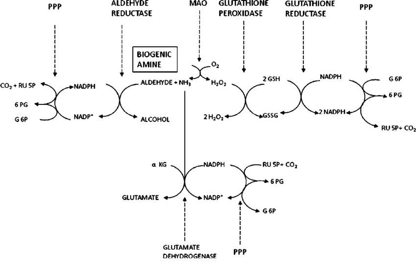 Pentose Phosphate Pathway (PPP) in Cell Growth, Proliferation, and Antioxidant Defense