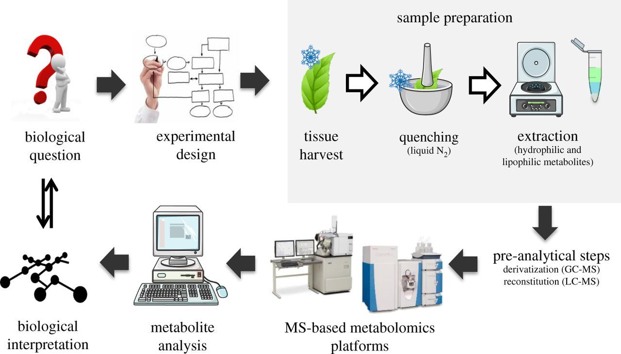 Plant Hormone Analysis Technology: GC-MS, LC-MS, IMS, and MALDI-MS