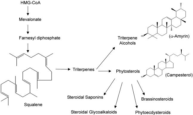 Plant Sterols: Structures, Biosynthesis, and Functions